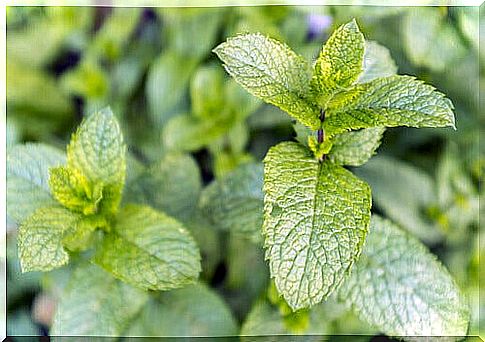 mint plant