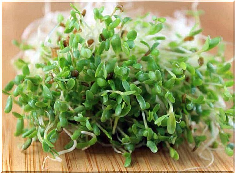 Alfalfa seed to prevent hot flashes