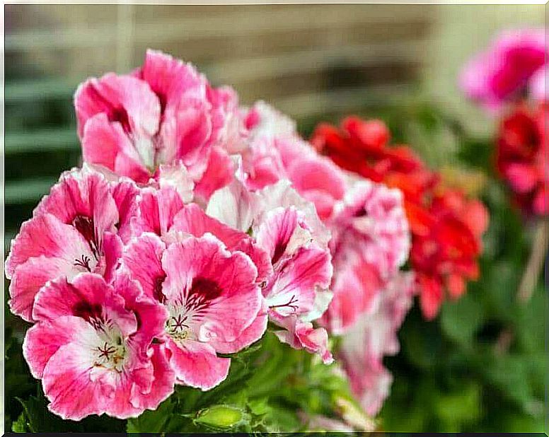 Geraniums