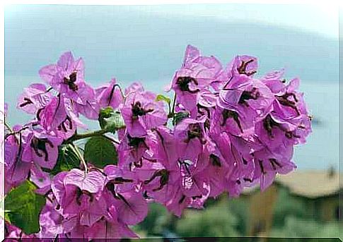 The bougainvillea can be dangerous