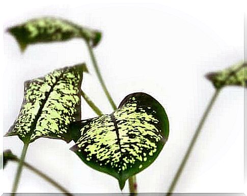 Diffenbachia plant is one of the dangerous plants to avoid at home