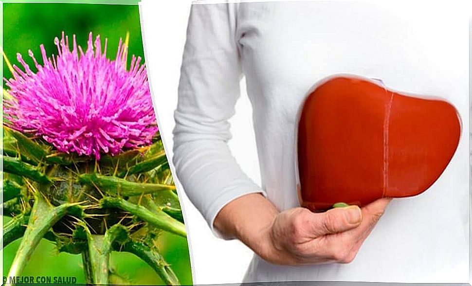 Milk Thistle Is A Plant With Incredible Benefits