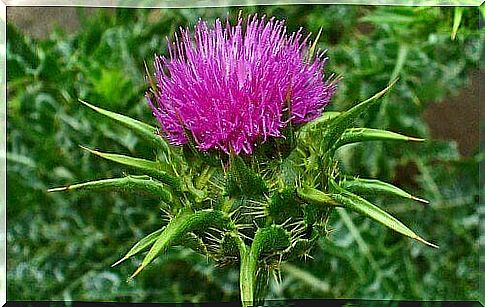 milk thistle plant