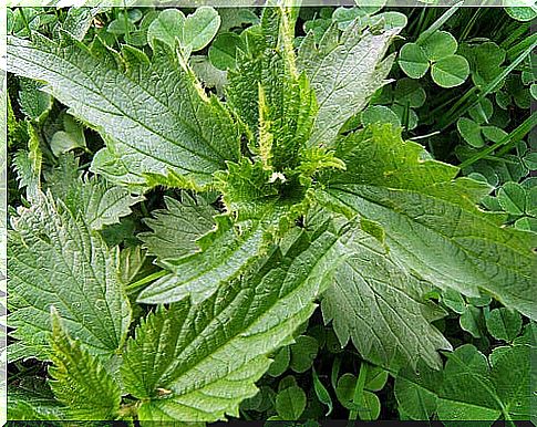 nettles