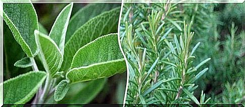 Sage against mouth ulcers