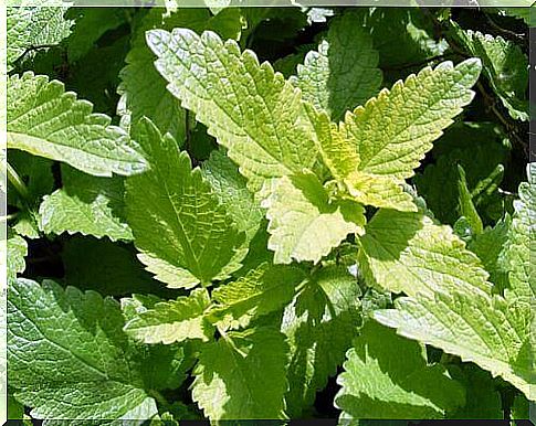 Relieve Anxiety And Calm Nerves With Lemon Balm