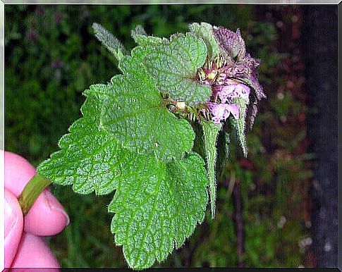 nettle