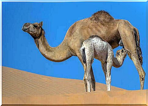 The properties and benefits of camel milk