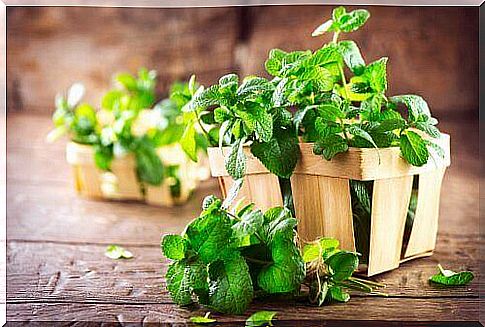 Mint plants in a basket