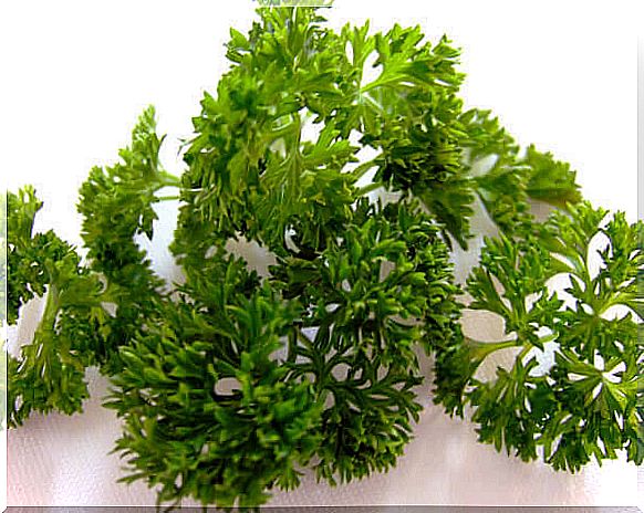 curly parsley