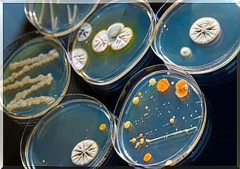 Cultures of micro-organisms