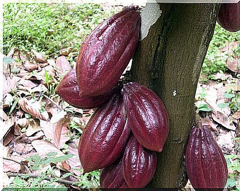 cacao